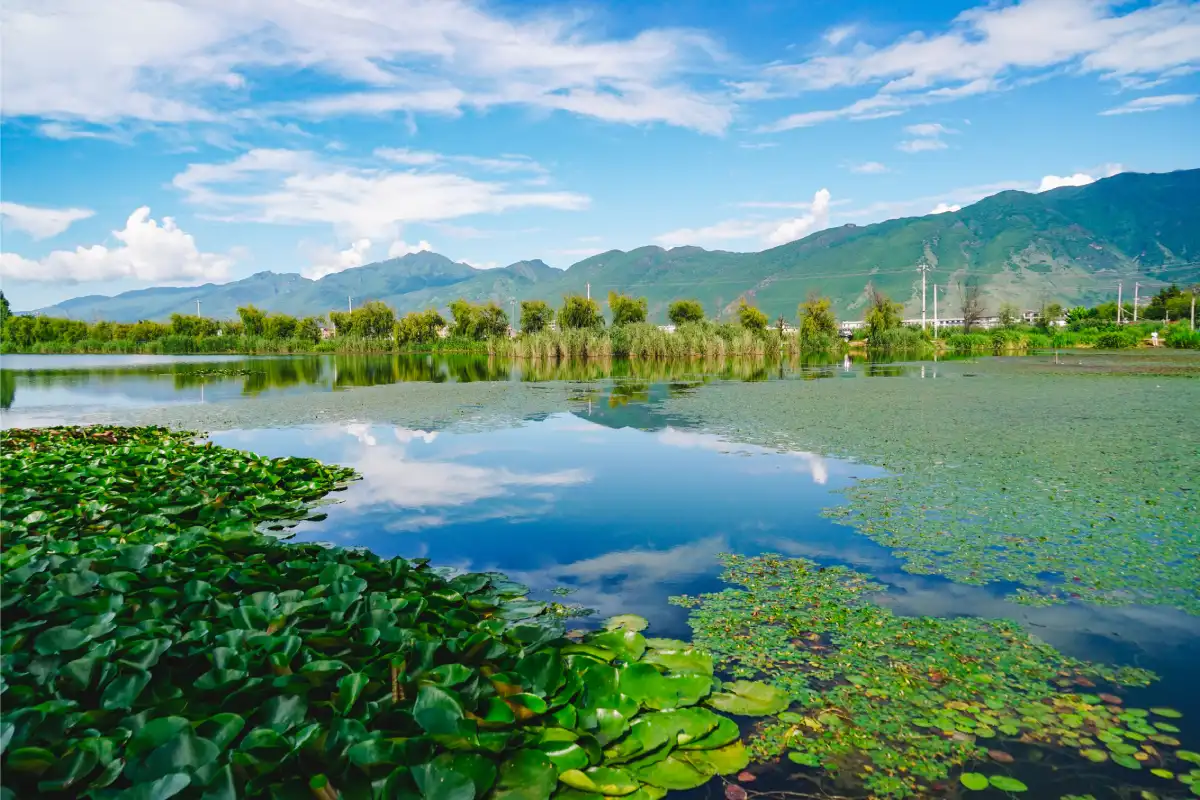 تصفیه طبیعی فاضلاب چیست و چه مزایایی دارد؟