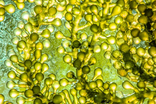 مشکلات رشد جلبک در تصفیه‌خانه