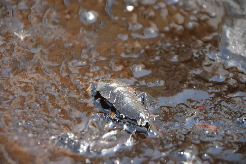 لجن فاضلاب چیست و روش‌های تصفیه آن چگونه است؟