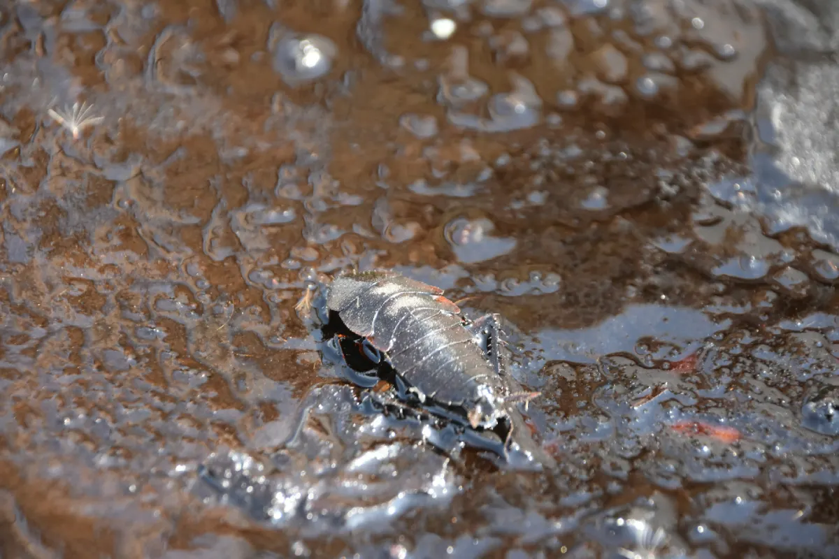 لجن فاضلاب چیست و روش‌های تصفیه آن چگونه است؟