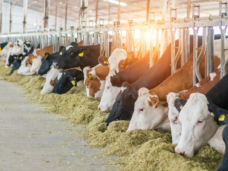 تصفیه فاضلاب دامداری چیست و از چه روش هایی انجام می شود؟