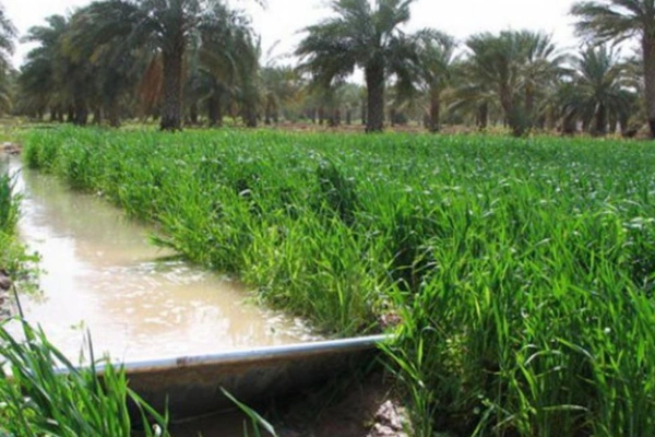 مصارف کشاورزی و فضای سبز