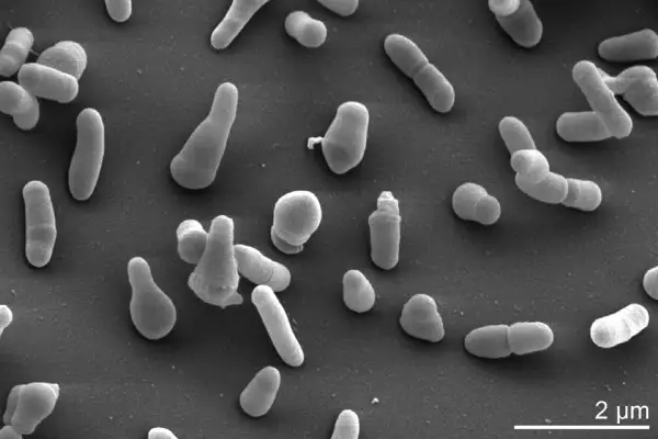باکتری های موثر در تشکیل بیوفیلم چیست ؟