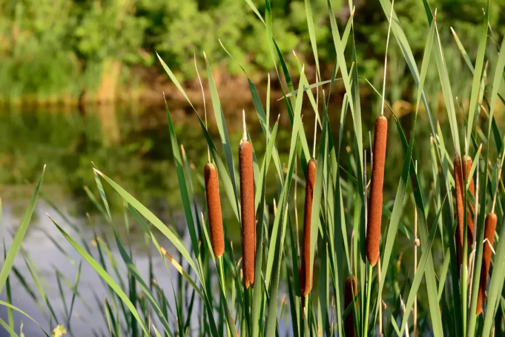 تصفیه فاضلاب با روش‌ های کم‌ هزینه و کارآمد