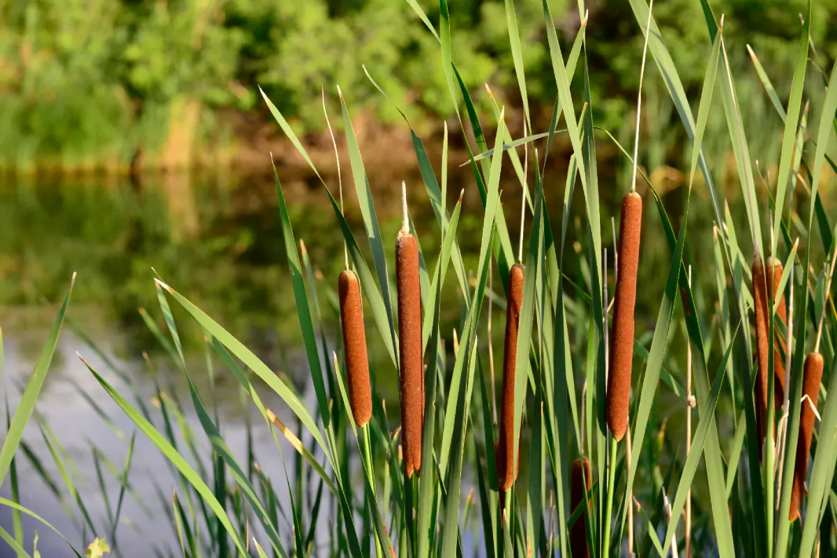 تصفیه فاضلاب با روش‌ های کم‌ هزینه و کارآمد